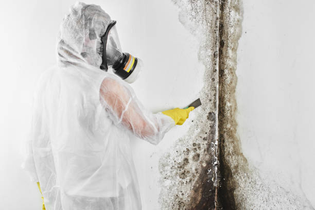 Best Toxic Mold Removal  in Riverview, MI
