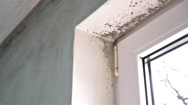 Best Mold Damage Repair  in Riverview, MI