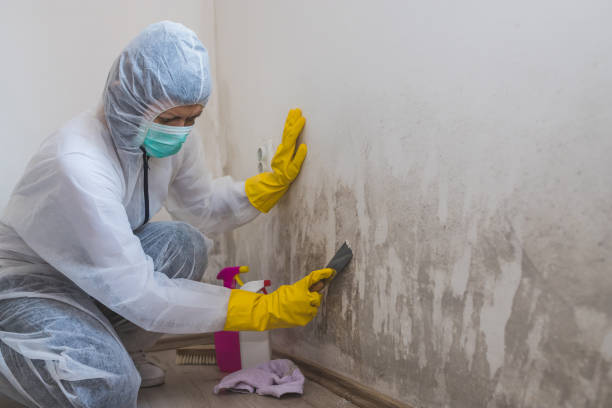 Best Black Mold Removal  in Riverview, MI