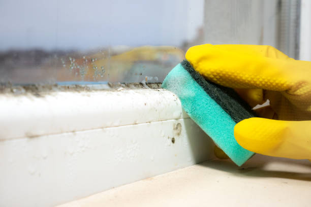 Best Attic Mold Removal  in Riverview, MI