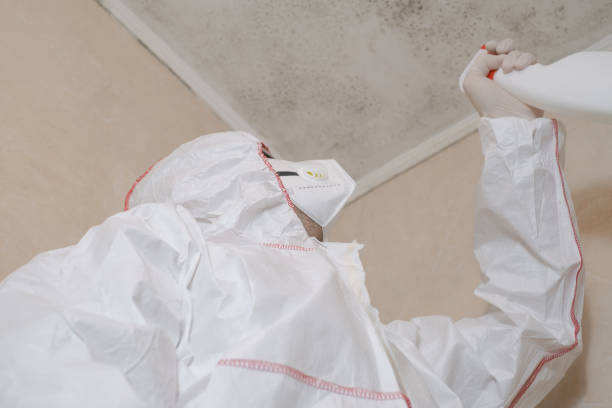 Best Mold Removal Company Near Me  in Riverview, MI