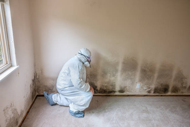 Best Certified Mold Removal  in Riverview, MI