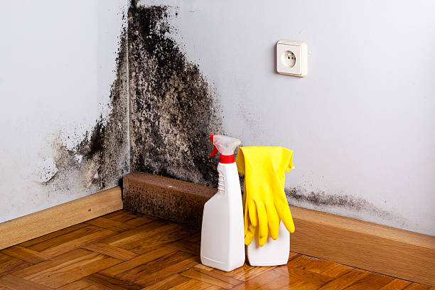 Best Best Mold Removal Companies  in Riverview, MI