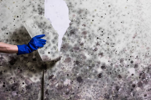Best Local Mold Removal Service  in Riverview, MI