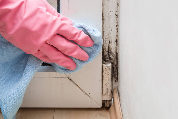 Best Emergency Mold Removal  in Riverview, MI